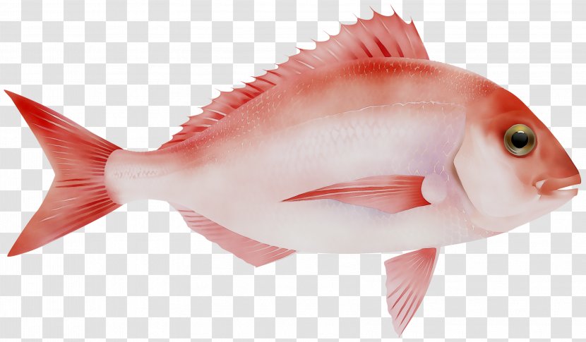Northern Red Snapper Salmon Fish Products Oily - Fin Transparent PNG