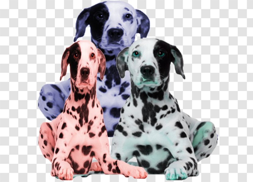 Dalmatian Dog Puppy Laughing Day Care - In Kind Transparent PNG