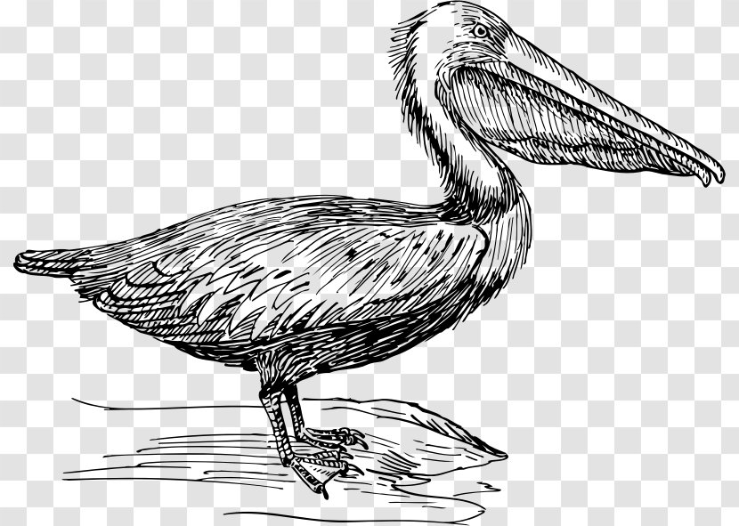 Bird Beak Brown Pelican Clip Art - Charadriiformes Transparent PNG