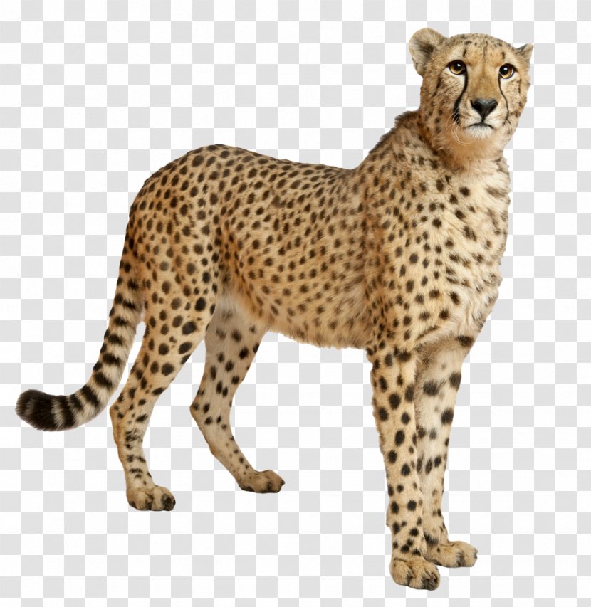 Cheetah Clip Art - Licence Cc0 - File Transparent PNG