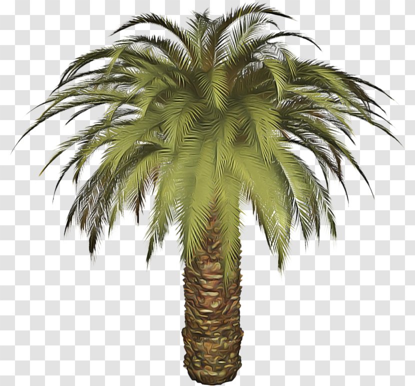 Palm Tree - Date - Borassus Flabellifer Elaeis Transparent PNG