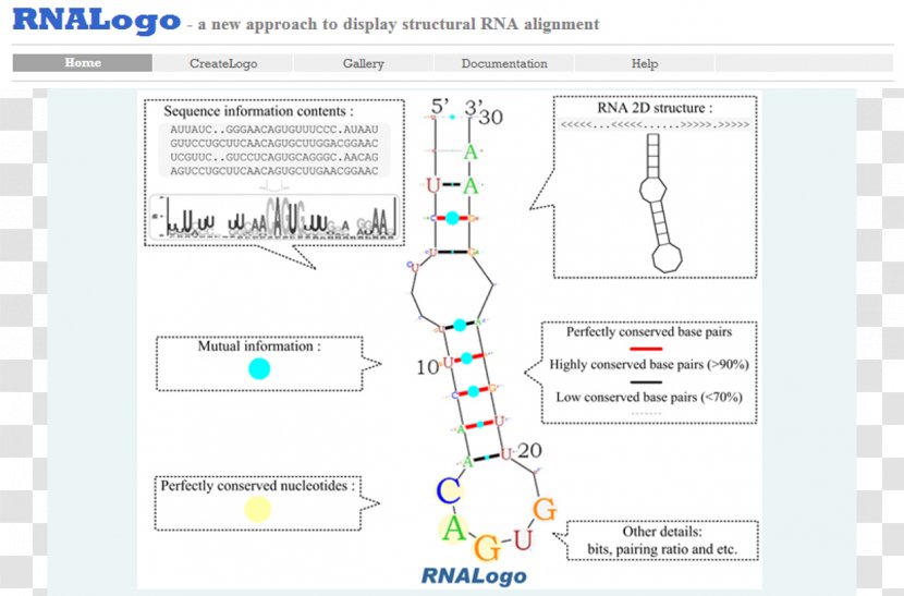 Protein Secondary Structure Sequence Alignment RNA Nucleic Acid - Science - Hsinchu Transparent PNG