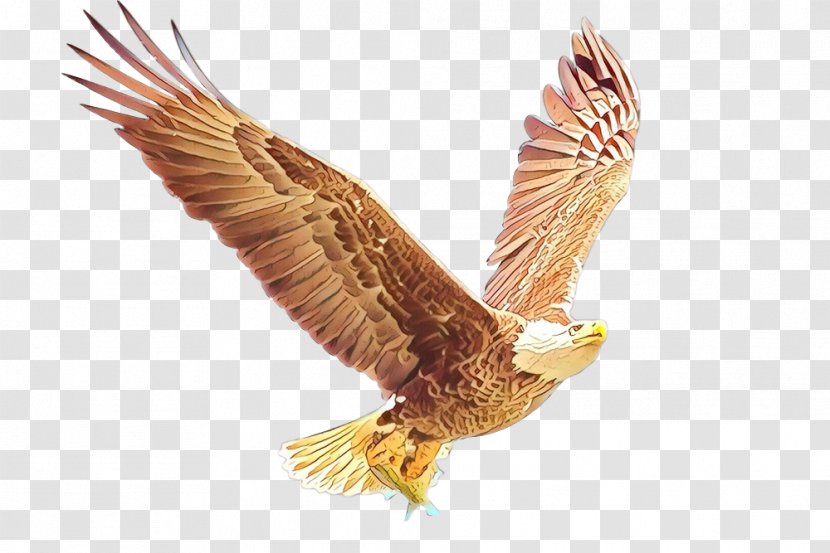 Bald Eagle Bird Golden Hawk - Falcon - Sharp Shinned Transparent PNG