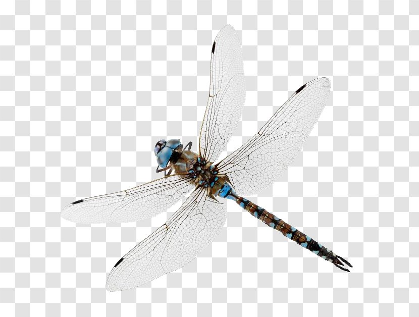 Insect New Oxford American Dictionary Dragonfly Damselfly My Father Was A Pilot - Blog - Dragon Fly Transparent PNG