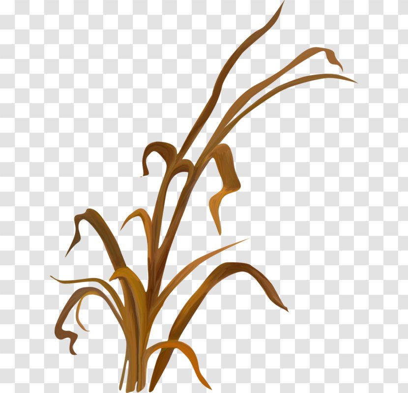 Twig Grasses Plant Stem Leaf Clip Art - Branch Transparent PNG
