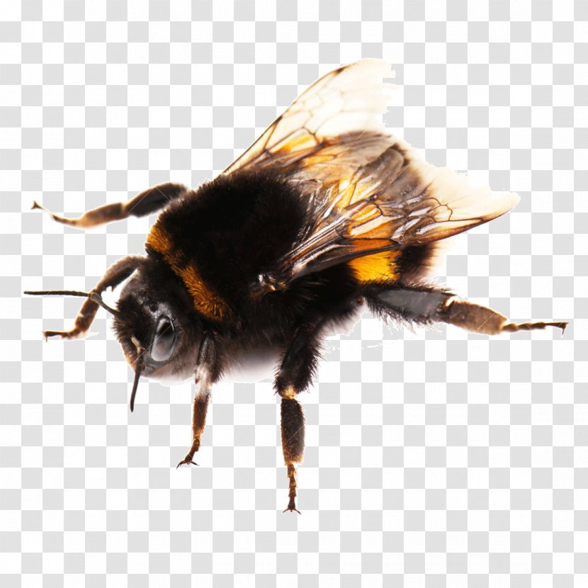 Western Honey Bee Buff-tailed Bumblebee Photography Transparent PNG