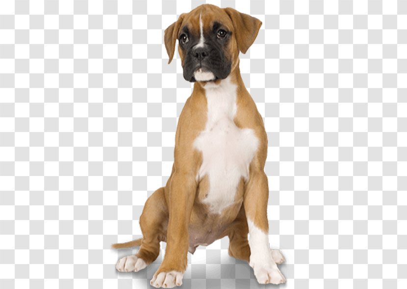 Boxer Valley Bulldog Puppy Dog Breed - Veterinary Dental Chart Transparent PNG