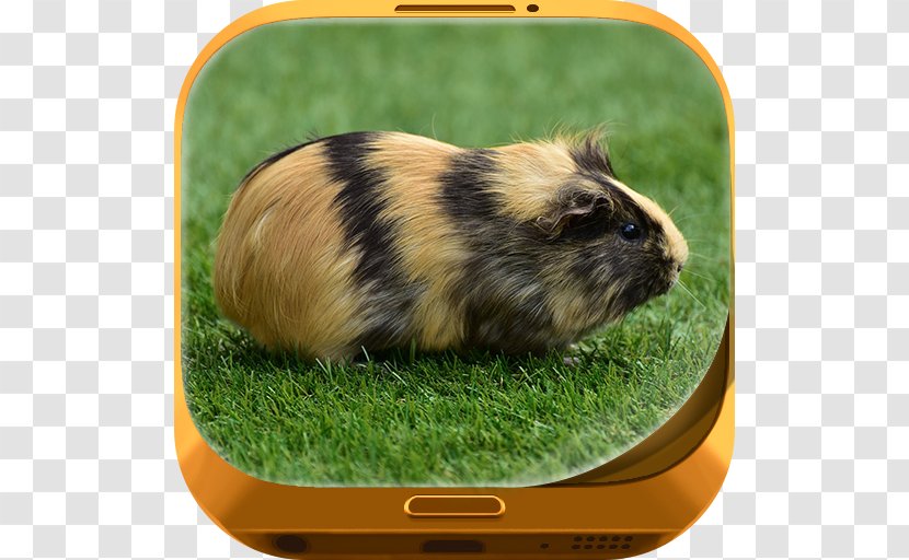 Guinea Pig Simulator: House Pet Survival Hamster Rodent Transparent PNG