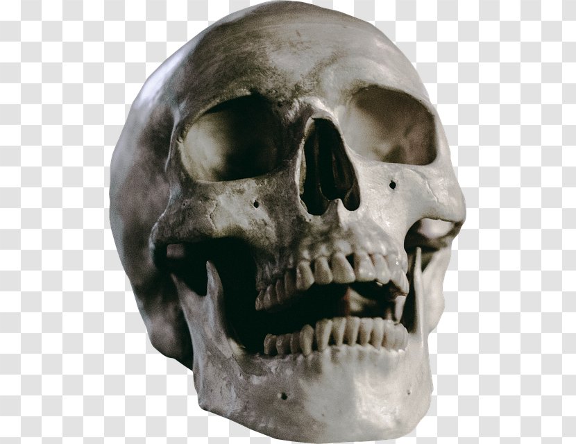 University Of Winchester Homo Sapiens Skull Anthropology Zivtech - Bone - Snout Transparent PNG
