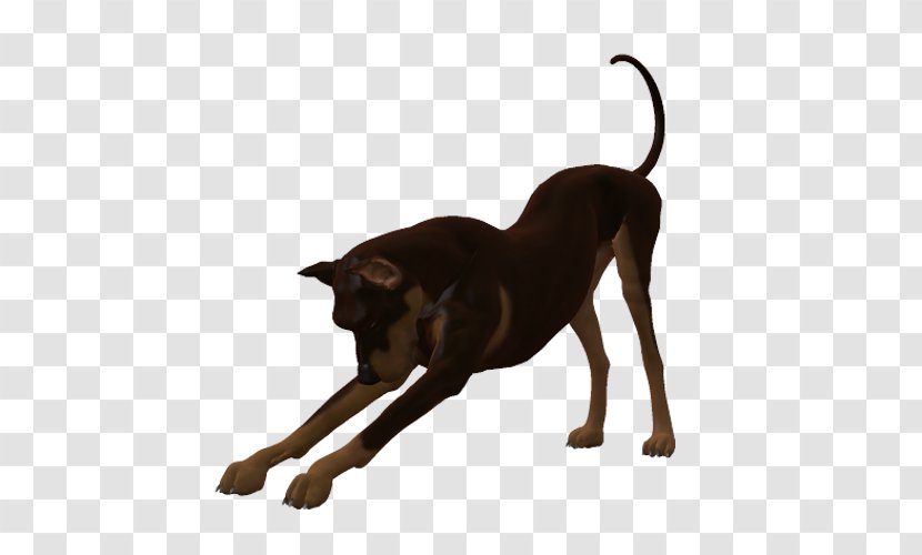 Dog Breed Cat Leash Mammal - Lady Transparent PNG