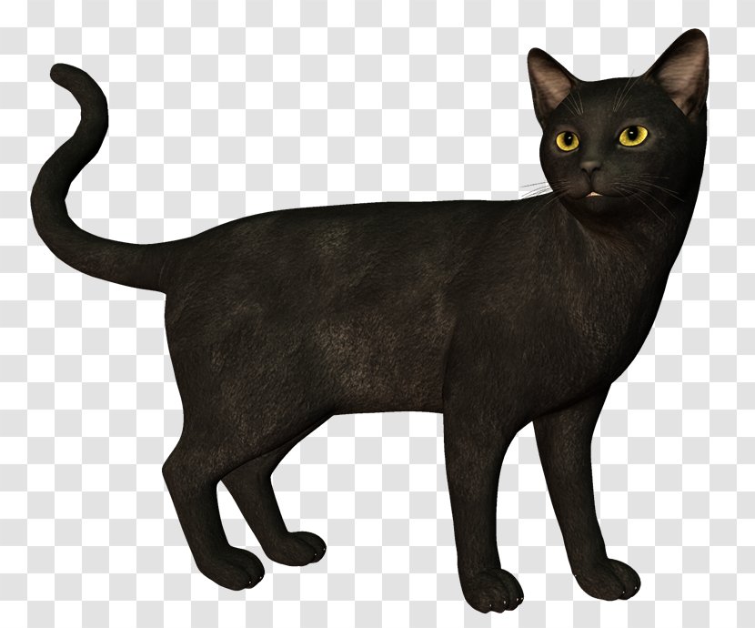 Bombay Cat Korat Havana Brown European Shorthair German Rex - Gato Negro Transparent PNG