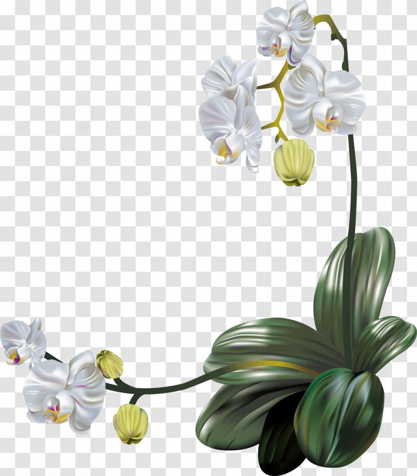 Orchids Flower - Plant - Orchid Transparent PNG
