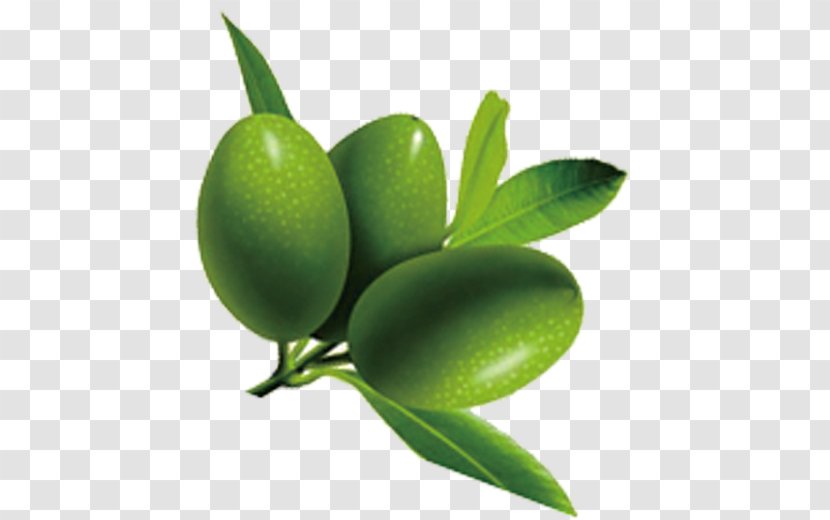 Olive Oil - Plant - Olives Transparent PNG