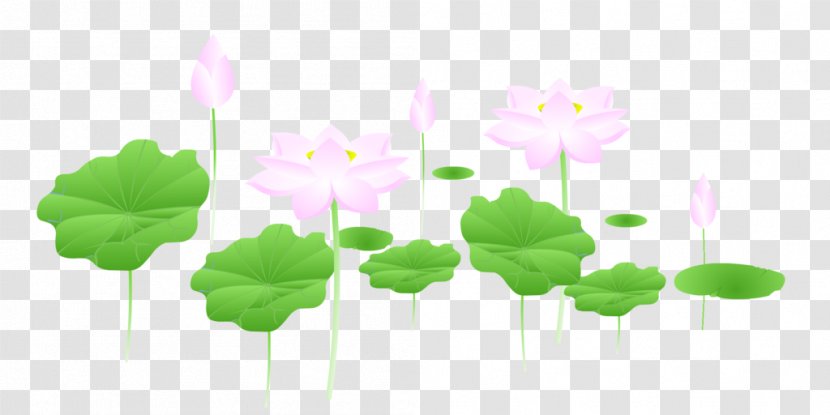 Nelumbo Nucifera Lotus Seed Download - Icon Design - Durian 27 0 1 Transparent PNG