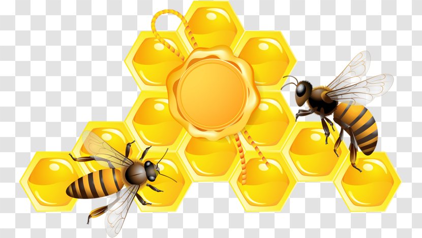 Bee Vector Graphics Honeycomb - Pollinator - Bees And Honey Transparent PNG