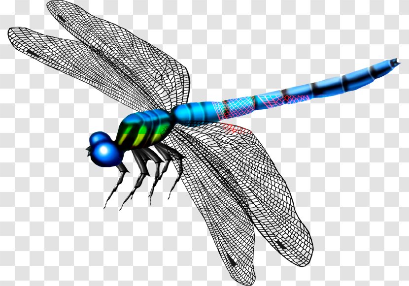 Butterfly Mosquito Dragonfly - Invertebrate Transparent PNG