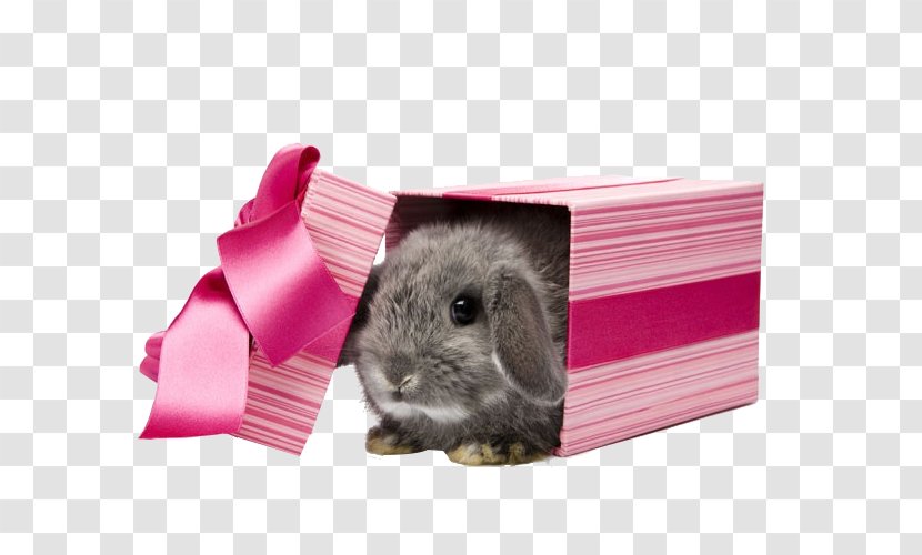 The Little Rabbit Pet Gift - White - Bunnies Transparent PNG