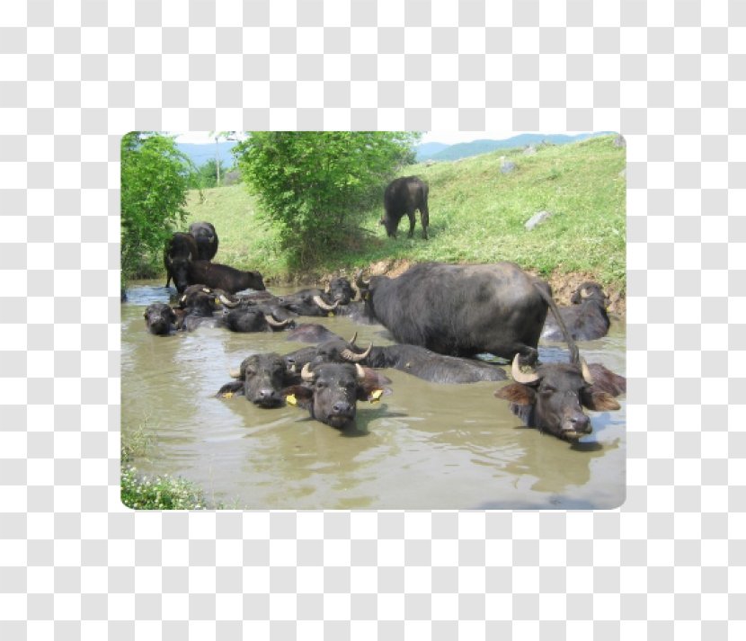 Water Buffalo National Park Herd American Bison - Burger Transparent PNG