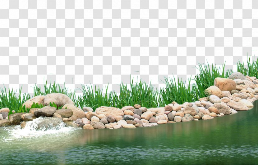 Pond Aquatic Plant Lake - Water Feature - Plants Transparent PNG