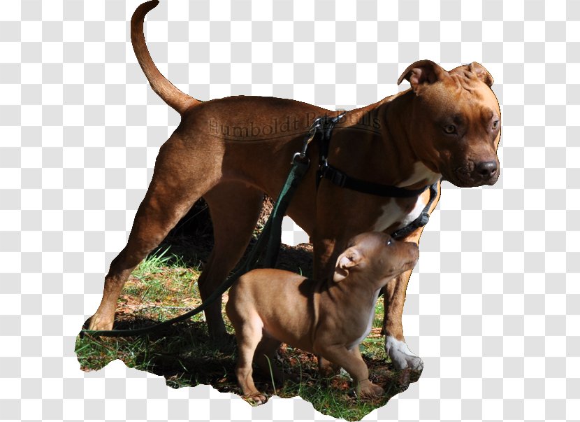 American Pit Bull Terrier Bully Staffordshire - Pitbull Transparent PNG