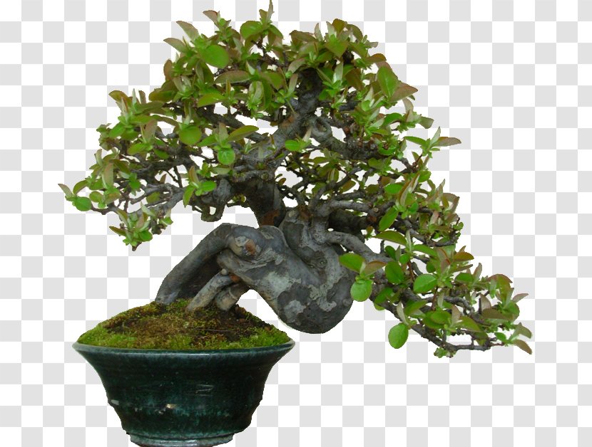 Chinese Sweet Plum Bonsai Tree Flowerpot Houseplant - Juniperus Procumbens Transparent PNG