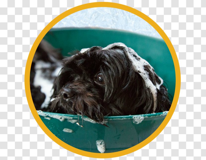Affenpinscher Dog Grooming Pet Sitting Veterinarian - Shop Transparent PNG