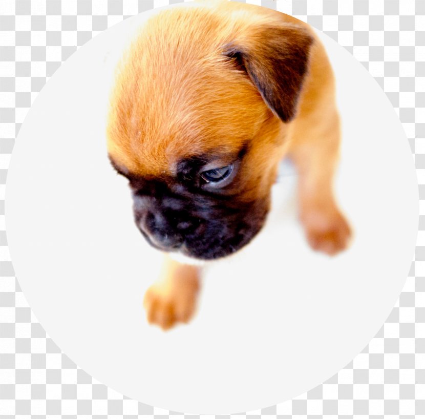 Dog Breed Pug Boxer Puppy Companion Transparent PNG
