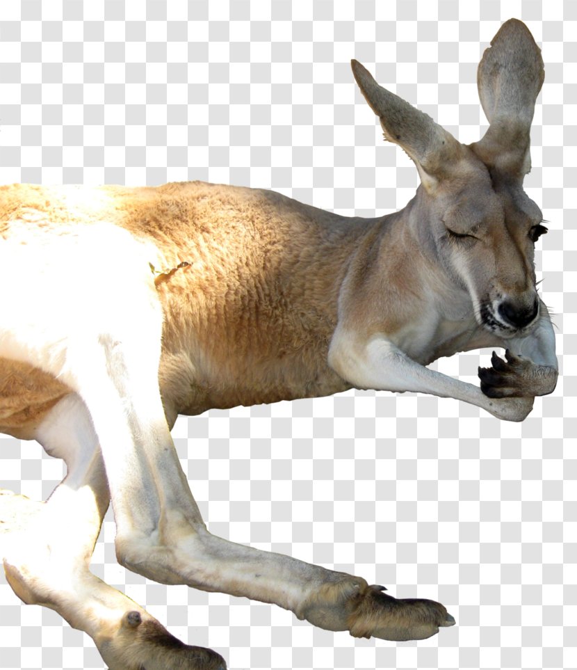 Kangaroo Clip Art Transparent PNG