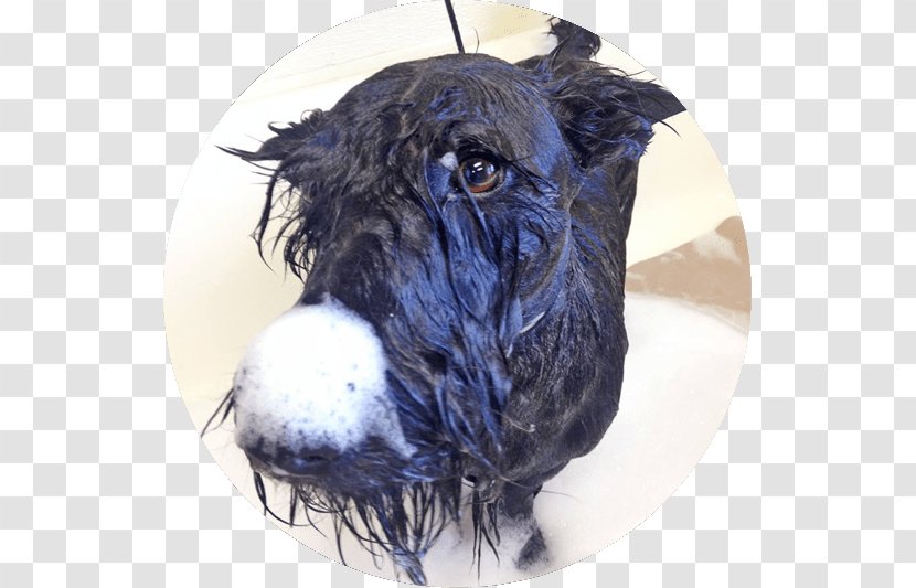 Miniature Schnauzer Scottish Terrier Schnoodle Portuguese Water Dog Breed - Bath Transparent PNG