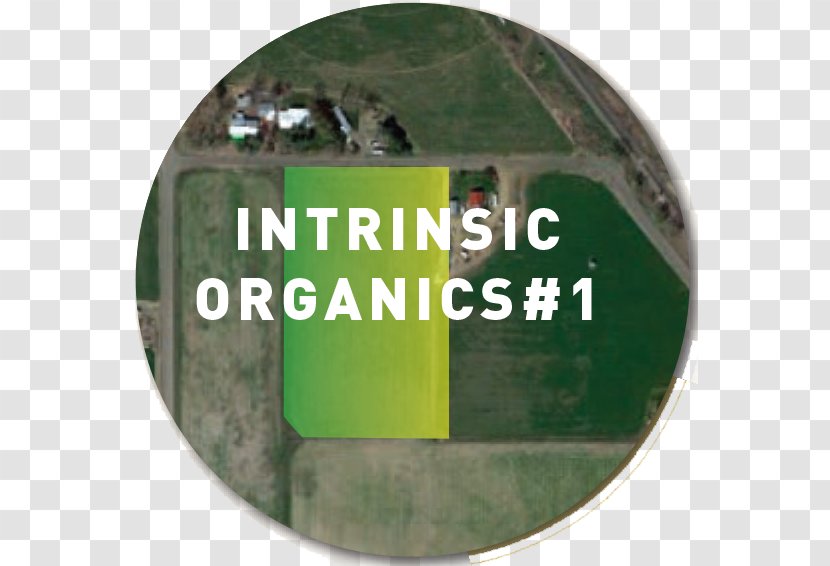 Green Intrinsic Organics Brand Plot - Look Forward To Crossword Clue Transparent PNG
