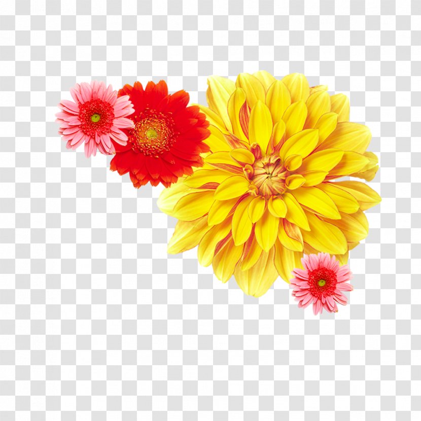 Chrysanthemum ×grandiflorum Yellow Flower Dendranthema Lavandulifolium - Peony Transparent PNG