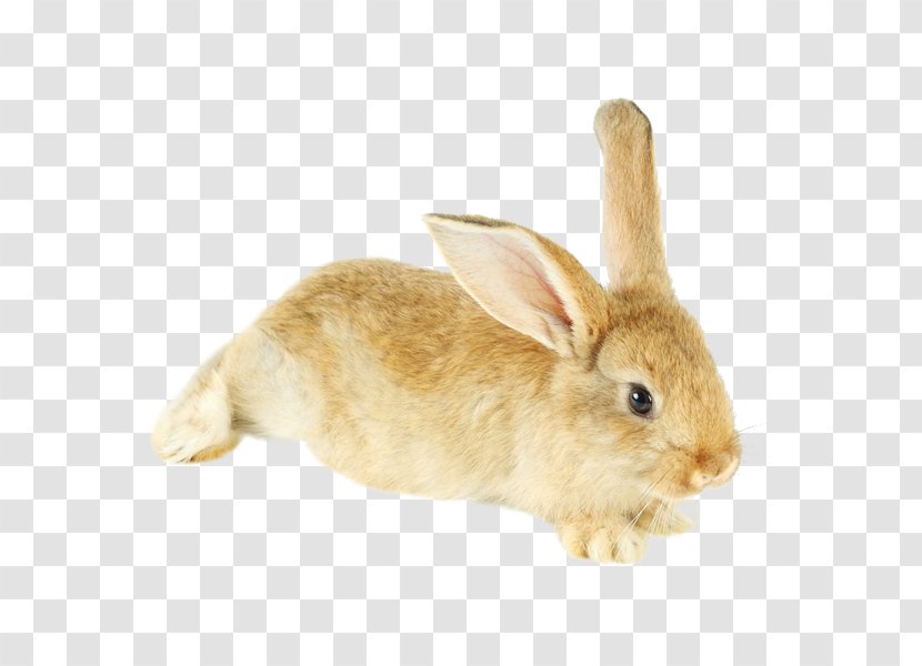 Domestic Rabbit Hare Fur - Flower Transparent PNG