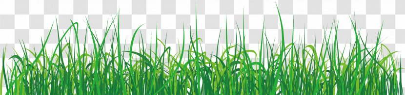 The Championships, Wimbledon Download - Chrysopogon Zizanioides - Grass Elements Transparent PNG