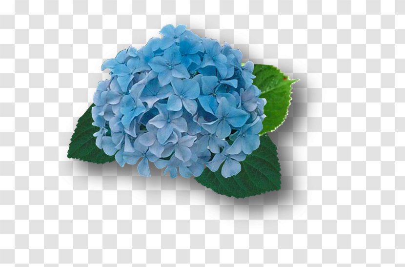 French Hydrangea Blue Cut Flowers Plant - Color - Hortensia Transparent PNG