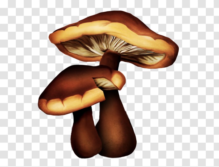 Edible Mushroom Drawing Oyster Transparent PNG