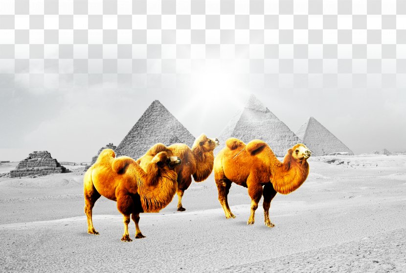 Camel Fundal Poster Transparent PNG