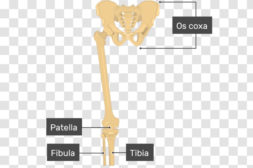 Joint Patella Femur Bone Tibia - Silhouette Transparent PNG