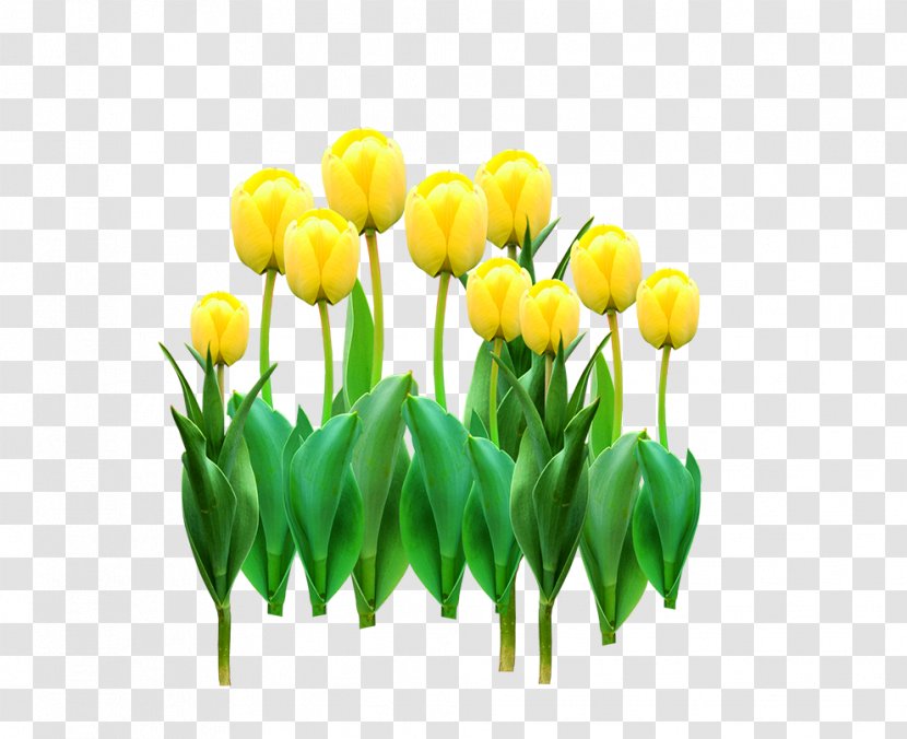 Tulip Yellow Flower - Lily Family - Flowers Transparent PNG