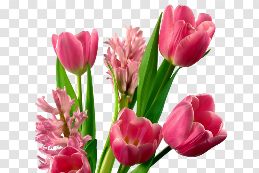 Flower Bouquet Tulip Clip Art - Lily Family - Bitly Vector Transparent PNG