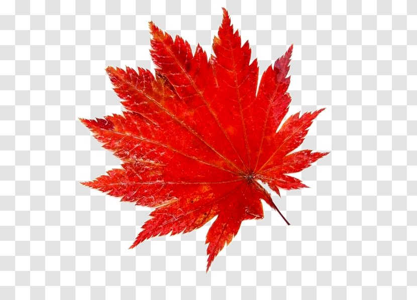 Leaf Red Green Yellow - Flowering Plant - Maple Transparent PNG