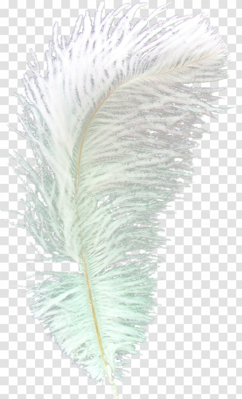 Feather Asiatic Peafowl Bird Transparent PNG