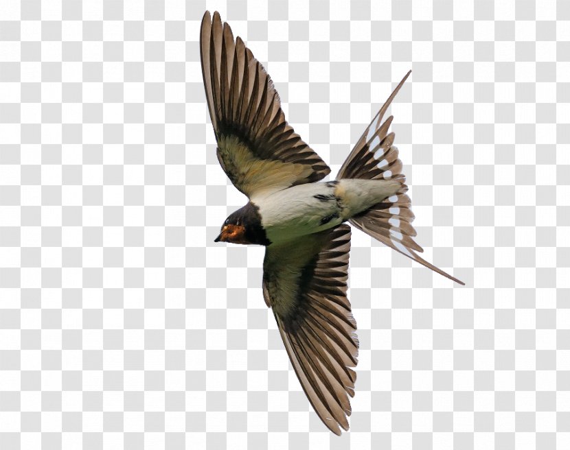 Finch Bird Common Starling Flight Eurasian Jay - Songbird Transparent PNG
