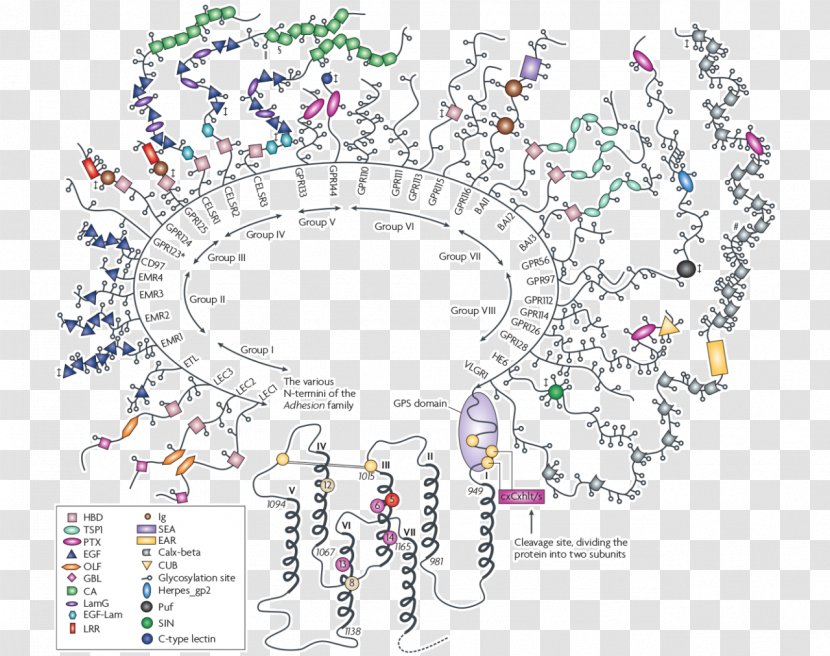 G Protein–coupled Receptor Transmembrane Protein - Structure - Domain Transparent PNG