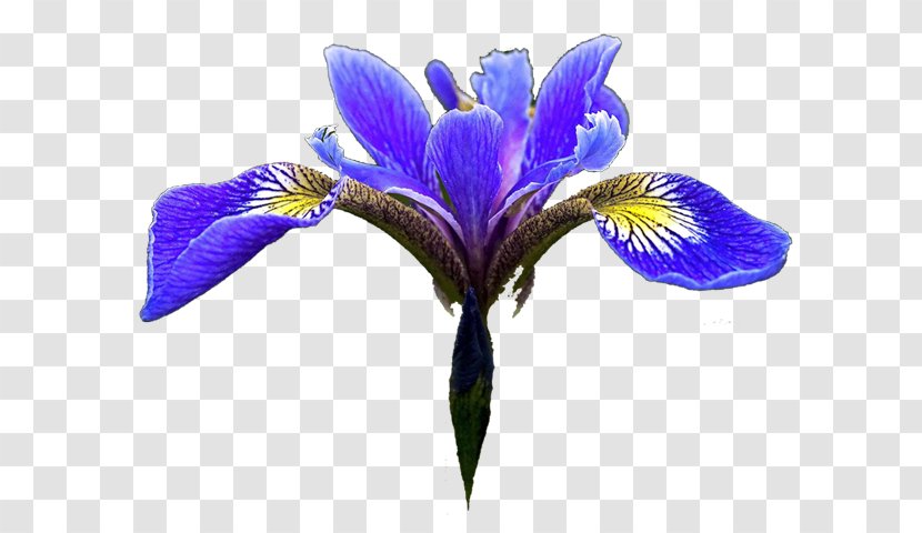 Northern Blue Flag Iris Flower Data Set Clip Art - Purple Transparent PNG