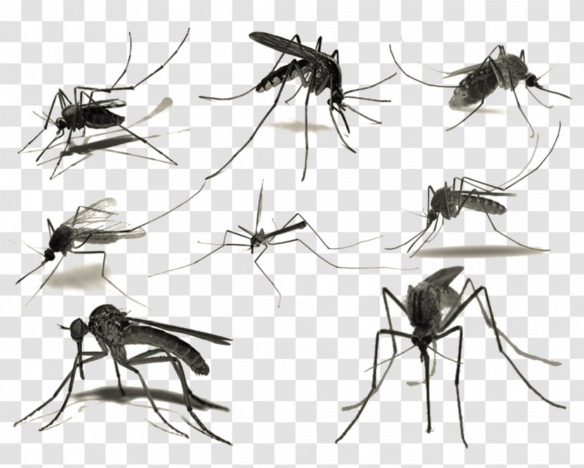 Mosquito Brush - Arthropod - Ink Mosquitoes Transparent PNG