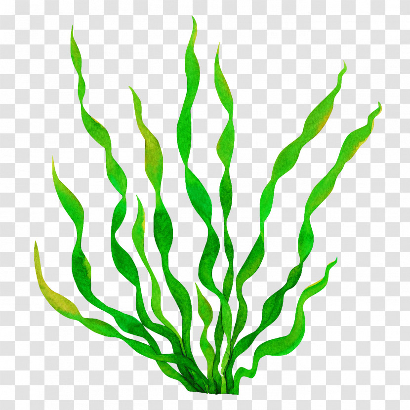 Green Plant Leaf Chlorophyta Grass Transparent PNG
