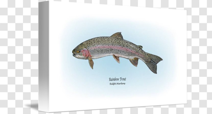 Salmon Rainbow Trout Drawing - Keyword Research Transparent PNG