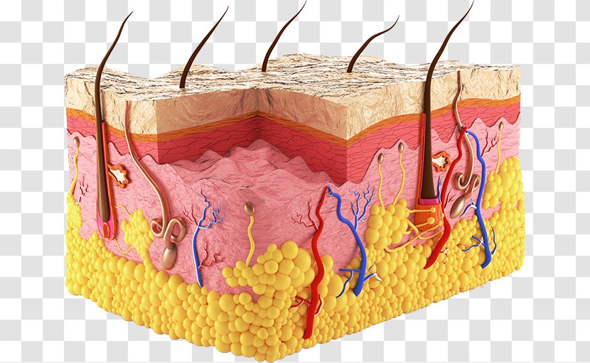 Human Skin Body Epidermis Sweat Gland - Cartoon - Three-dimensional Square Business Chin Transparent PNG