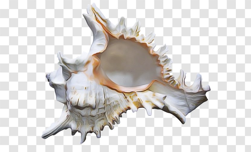 Conch Jaw Shankha Shell - Bone Skull Transparent PNG