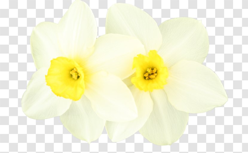 Daffodil 150s 160s Centerblog 0 - 父亲节 Transparent PNG